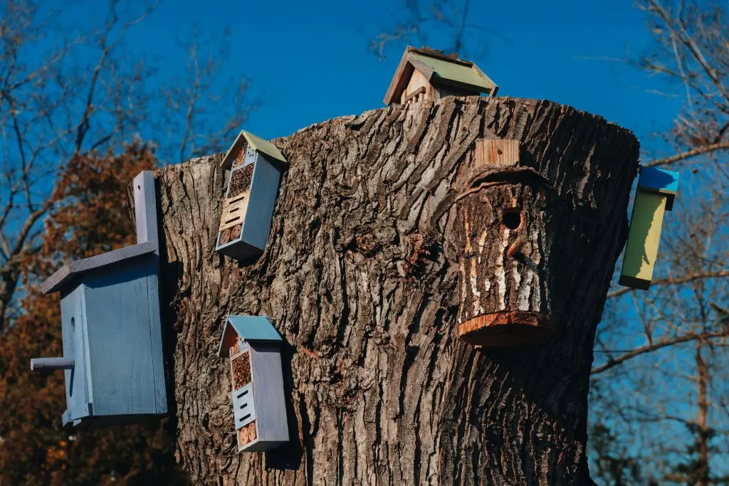 Colorful Birdhouses and Insect Hotels on a Tree Trunk
