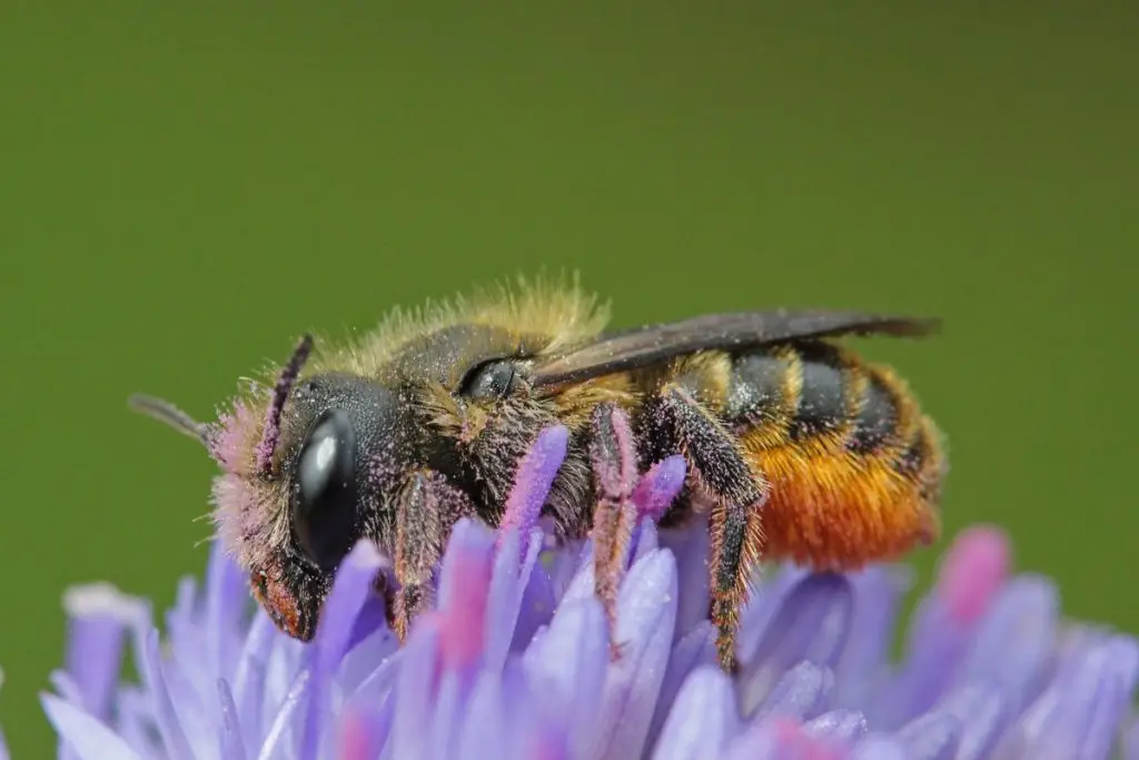 Distel-Mauerbiene