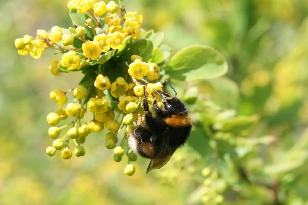 Dunkle Erdhummel