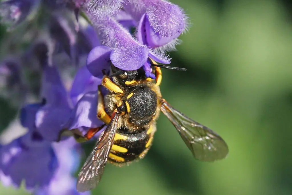 Garten-Wollbiene